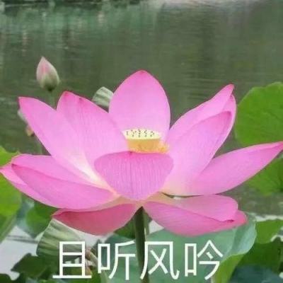 梦幻传世手游官方版下载