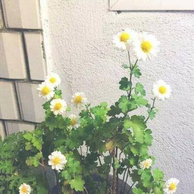米加小镇之家最新版下载